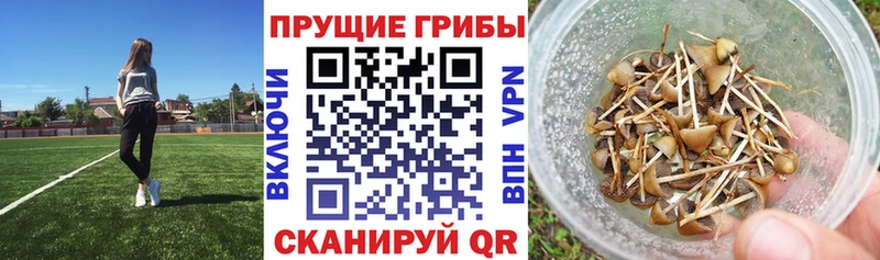 ссылка на мегу зеркало  Тавда  Псилоцибиновые грибы мицелий 